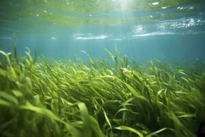 ai generiert unter Wasser Aussicht von ein Gruppe von Meeresboden mit Grün Seegras. ai generiert foto