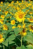 es gibt viele Sonnenblumen auf den Feldern foto