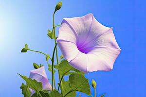 ai generiert Morgen Ruhm Blume mit Blau Himmel. ai generiert. foto