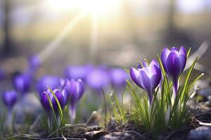 ai generiert Frühling lila Krokus Blume. ai generiert foto