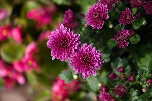 die kleineren lila Chrysanthemen im Park stehen vor einem dunkelgrünen Hintergrund foto