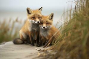 ai generiert wild Baby rot Füchse kuscheln beim das Strand. generativ ai foto