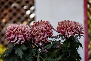 große lila Chrysanthemen im Park foto