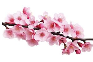 ai generiert Sakura Blumen isoliert auf Weiß Hintergrund. ai generiert foto