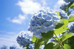 ai generiert Blau Französisch Hortensie unter Blau Himmel. ai generiert foto