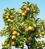 ai generiert ein schön Grün Apfel Baum. ai generiert foto