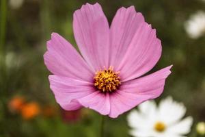 natürliche schöne Blumennahaufnahme foto