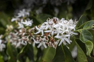 Kaffeebaumblüte mit weißen Blüten in riny Tag, mit selektivem Fokus, in Brasilien foto