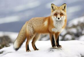 ai generiert rot Fuchs Stehen auf Schnee. ai generiert. foto