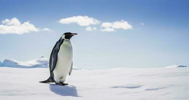 ai generiert Pinguin Stehen im Antarktis suchen in das Blau Himmel. ai generiert foto