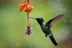 ai generiert Kolibri im Costa rica. ai generiert. foto