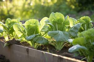 ai generiert frisch organisch Brüssel Sprossen wachsend im das Garten. wachsend besitzen Früchte, Gemüse. ai generiert foto