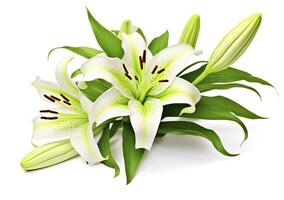 ai generiert schön frisch Lilie Blume mit Grün Blätter, isoliert auf Weiß Hintergrund. ai generiert foto
