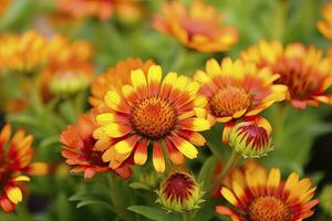 ai generiert Gaillardia oder Decke Blume. hell und bunt Schatten von warm Töne. ai generiert foto