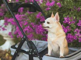 glücklich braun kurz Haar Chihuahua Hund Stehen im Haustier Kinderwagen im das Park mit lila Blumen Hintergrund. lächelnd und suchen seitwärts neugierig. foto