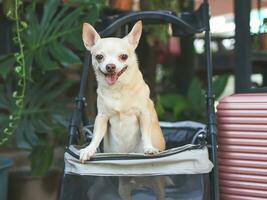 braun kurz Haar Chihuahua Hund Stehen im Haustier Kinderwagen mit Rosa Koffer im das Garten. lächelnd glücklich. glücklich Ferien und Reisen mit Haustier Konzept foto