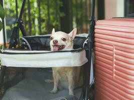 braun kurz Haar Chihuahua Hund Sitzung im Haustier Kinderwagen mit Rosa Koffer im das Garten. lächelnd glücklich. glücklich Ferien und Reisen mit Haustier Konzept foto