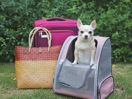 brauner Chihuahua-Hund mit kurzen Haaren, der in einem Haustiertragerucksack auf grünem Gras mit Reisezubehör, rosafarbenem Gepäck und gewebter Tasche steht. foto