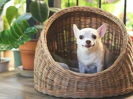 braun kurz Haar Chihuahua Hund Sitzung im Korbweide oder Rattan Haustier Haus im Balkon, lächelnd und suchen beim Kamera. foto