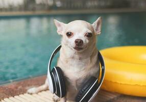 brauner Chihuahua-Hund mit kurzen Haaren, der Kopfhörer um den Hals trägt, am Swimmingpool mit gelbem Schwimmring oder aufblasbar sitzt. foto