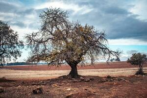 Baum Stehen allein unter Feld Foto. Blau Himmel und Steine, trocken Gras. Straße Szene mit alt Apfel Baum. foto