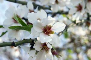 Weiß Blumen und Knospen von ein Kirsche Baum im Frühling Blüte. foto