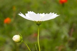 natürliche schöne Blumennahaufnahme foto