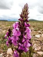 Blumen des Deosai-Nationalparks foto