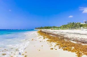 rote algen sargazo strand punta esmeralda playa del carmen mexiko foto