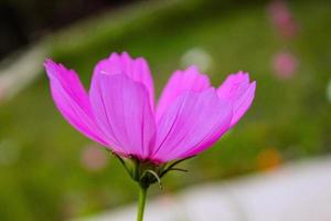 natürliche schöne Blumennahaufnahme foto