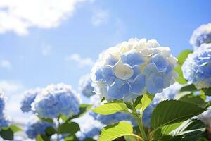 ai generiert Blau Französisch Hortensie unter Blau Himmel. ai generiert foto