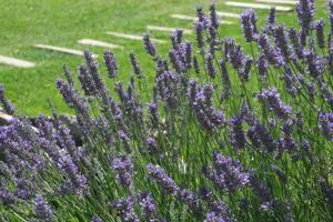 lila Lavendel in der Nähe von das Haus im das Garten foto