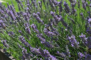 lila Lavendel in der Nähe von das Haus im das Garten foto