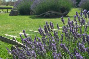 lila Lavendel in der Nähe von das Haus im das Garten foto