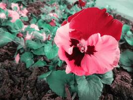 beschwingt Rosa Stiefmütterchen Blume schließen hoch, Blumen- Hintergrund Hintergrund mit Blühen groß Rosa Blütenblätter Herzkrankheit Stiefmütterchen Blume auf Boden mit Grün Blätter foto