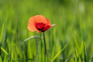 einsam Mohn im ein Feld von Grün Weizen foto