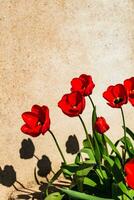 rot Tulpen im das Boden im ein Garten beim Frühling foto