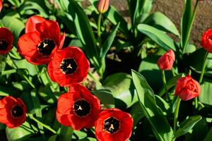 rot Tulpen im das Boden im ein Garten beim Frühling foto