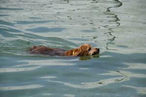 Hund ist Schwimmen im das Wasser mit ein Stock im seine Mund, Tragen es zu es ist Eigentümer. foto