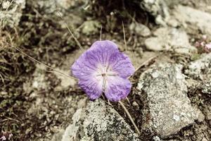 natürliche schöne Blumennahaufnahme foto