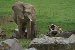 afrikanischer Buschelefant foto