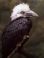 weißer Hornvogel mit Haube foto