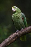 südlicher mehliger Amazonas foto