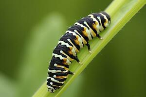 ai generiert Raupe Schwalbenschwanz Schmetterling. generiert ai. foto