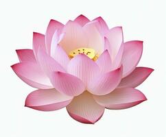 ai generiert Lotus Blume auf Weiß Hintergrund. ai generiert foto