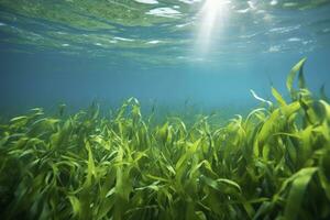 ai generiert unter Wasser Aussicht von ein Gruppe von Meeresboden mit Grün Seegras. ai generiert foto