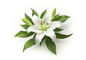 ai generiert schön frisch Lilie Blume mit Grün Blätter, isoliert auf Weiß Hintergrund. ai generiert foto