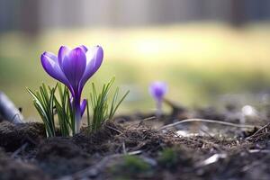 ai generiert Frühling lila Krokus Blume. ai generiert foto