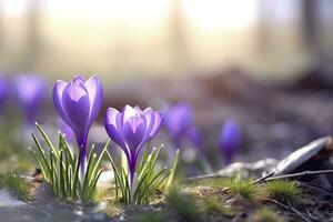 ai generiert Frühling lila Krokus Blume. ai generiert foto