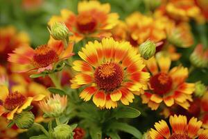 ai generiert Gaillardia oder Decke Blume. hell und bunt Schatten von warm Töne. ai generiert foto